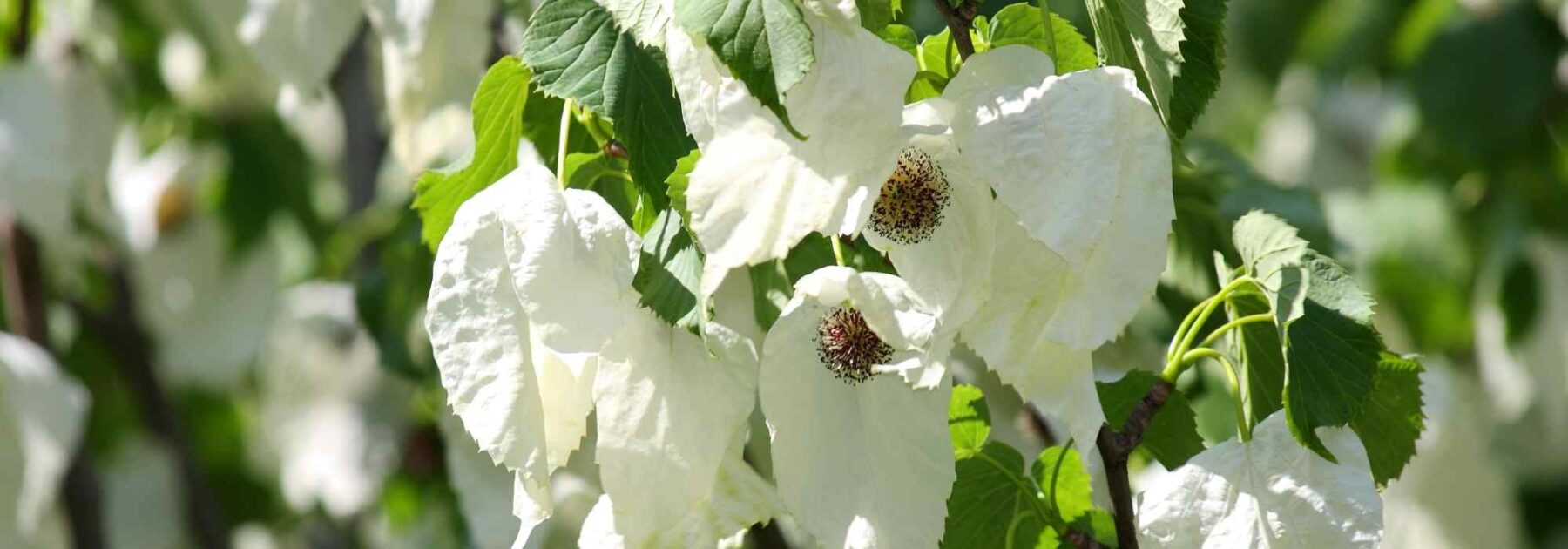 Pourquoi mon Arbre aux mouchoirs ne fleurit pas ?