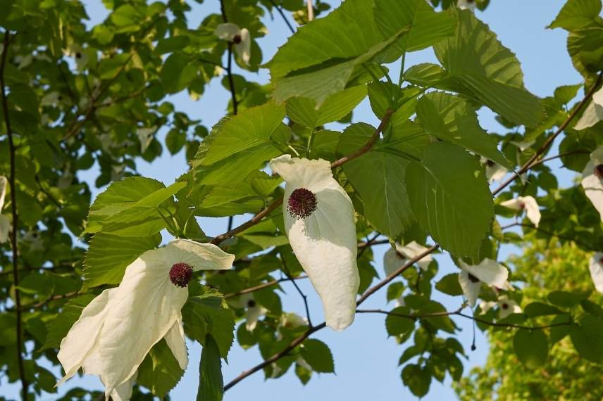 arbre aux mouchoirs sans fleurs : pourquoi ? 