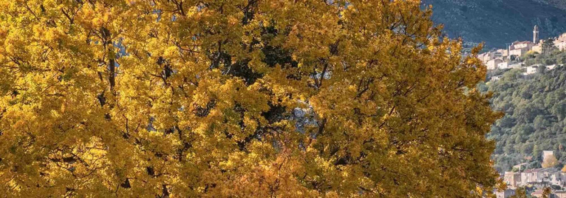 8 arbres d'ornement à planter en sol calcaire