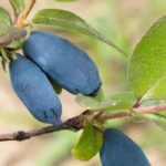 Baies de mai : comment choisir la bonne variété pour votre jardin ?