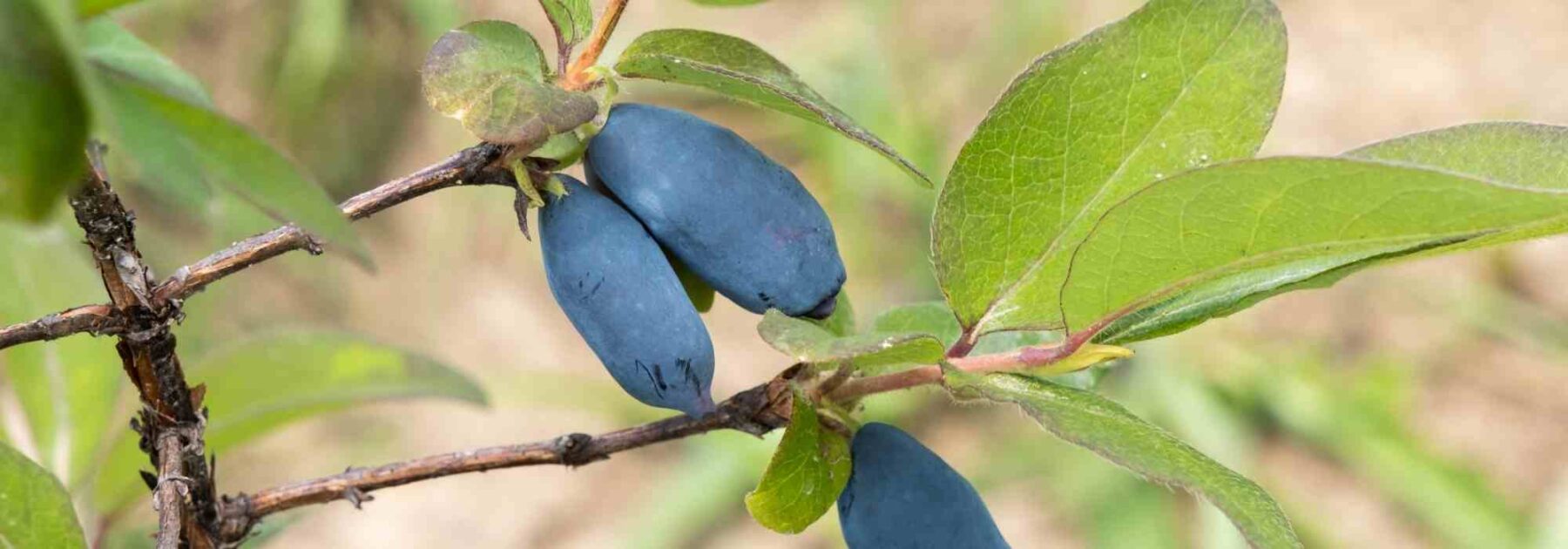 Baies de mai : comment choisir la bonne variété pour votre jardin ?