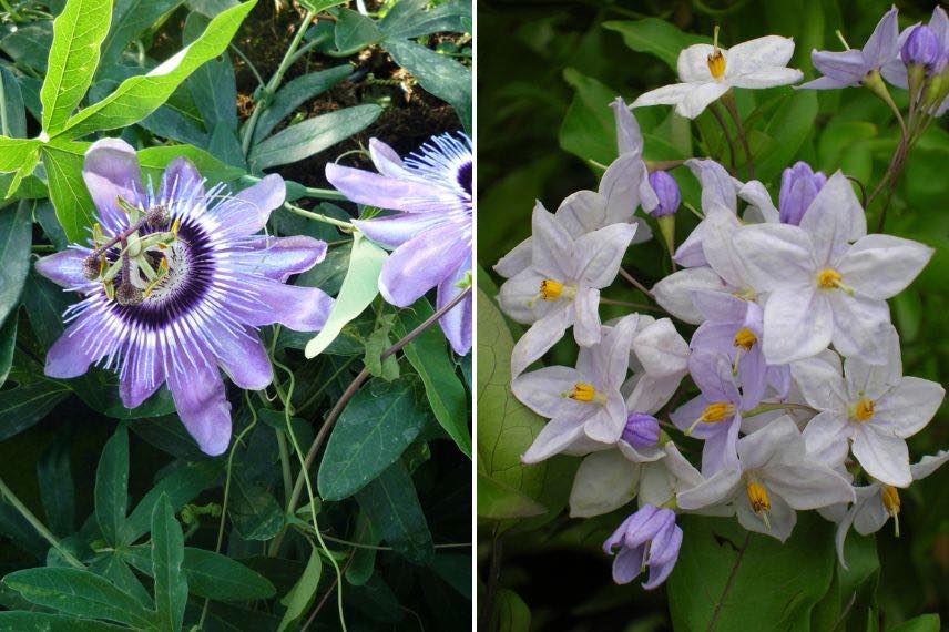 Passiflore et solanum