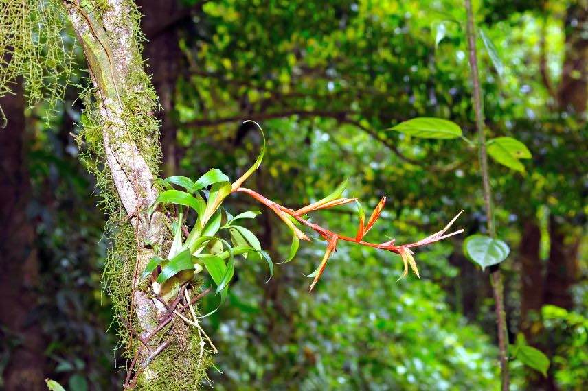 bromeliacee dans son milieu naturel