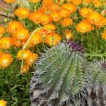 Quelles différences entre les cactus et les plantes grasses ?