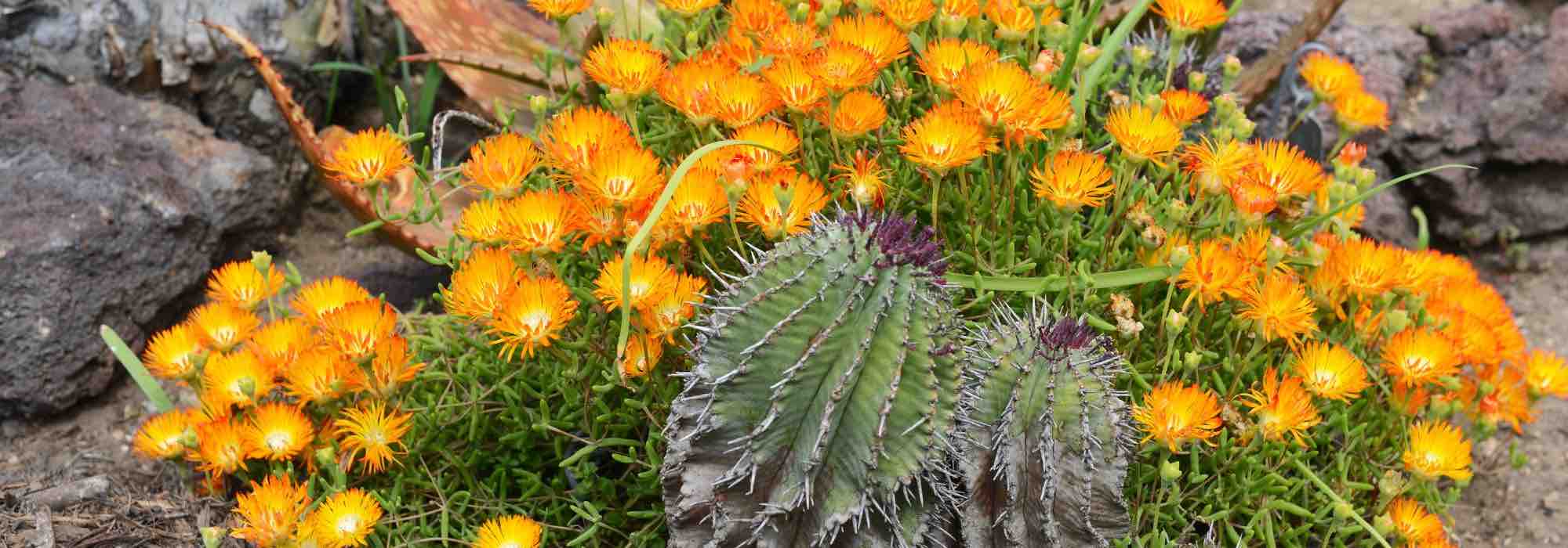 Quelles différences entre les cactus et les plantes grasses ?