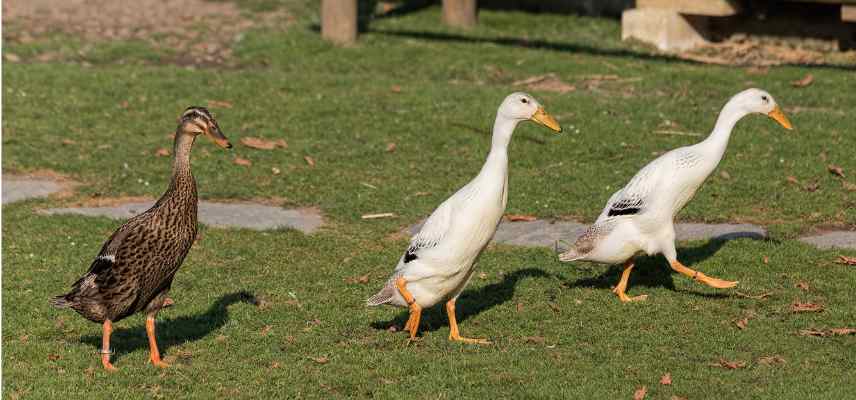 quel canard choisir au jardin