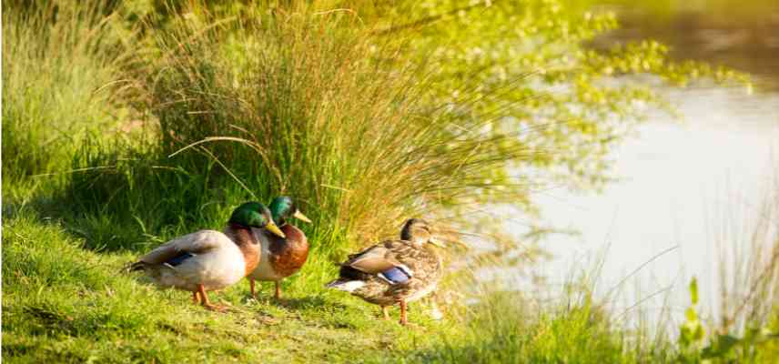 eau vitale pour les canards