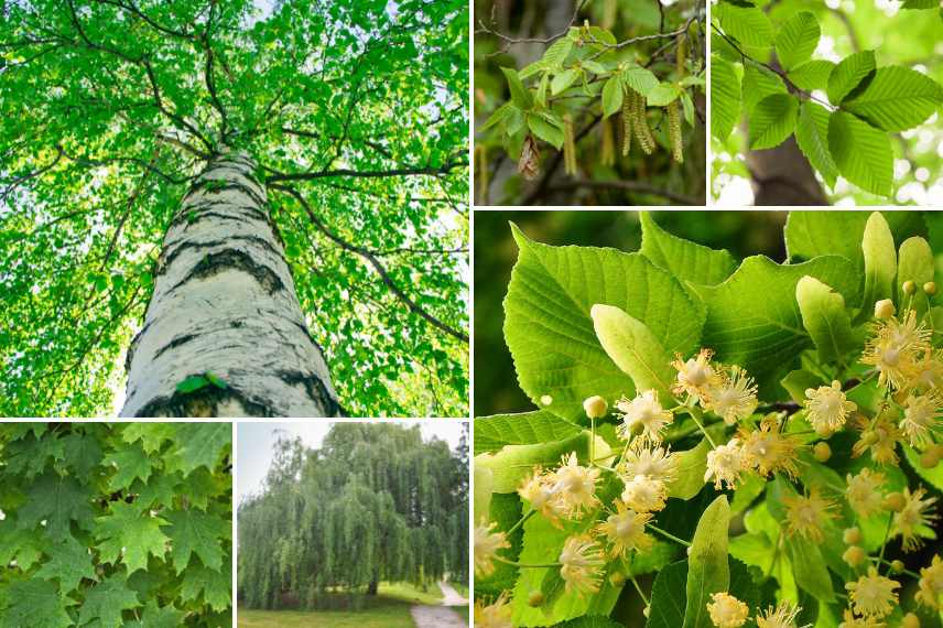 capricorne asiatique arbres hôtes 