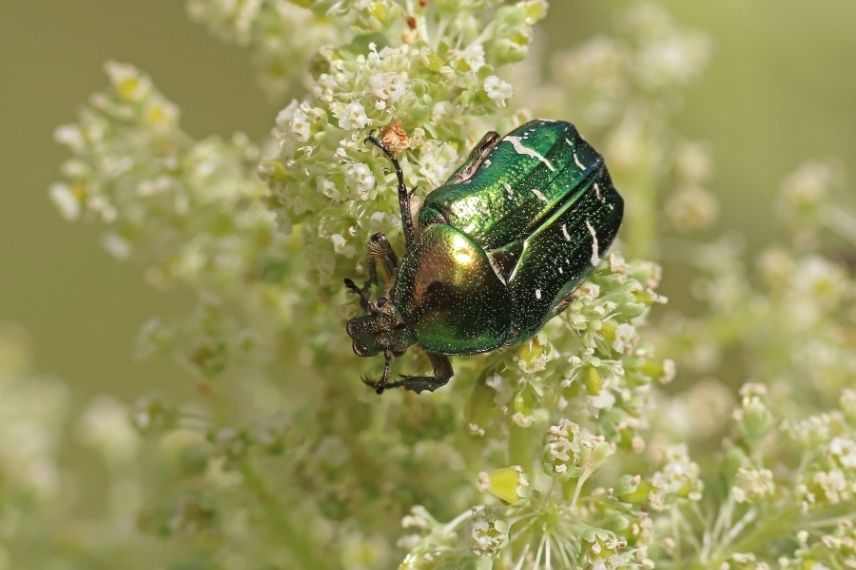 cétoine dorée identification 