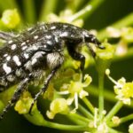 La Cétoine funeste : est-elle vraiment un problème ?