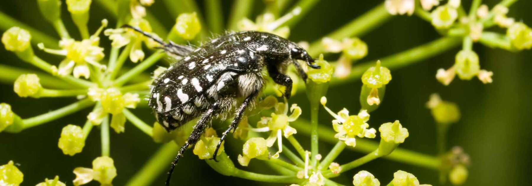 La Cétoine funeste : est-elle vraiment un problème ?