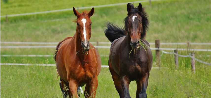 ecopaturage selon type de terrain