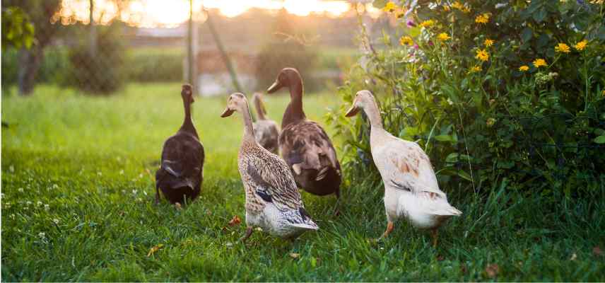 preparer son jardin pour canards