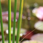 La densité de plantation de plantes de bassin