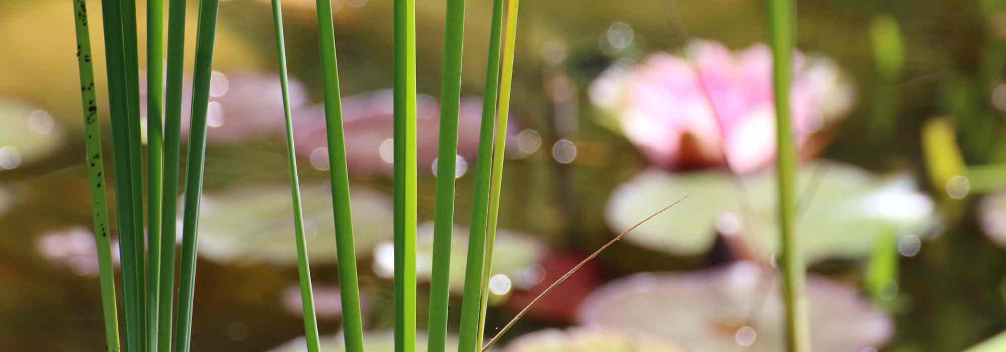 La densité de plantation de plantes de bassin