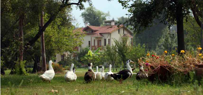 espace disponible pour elever des canards