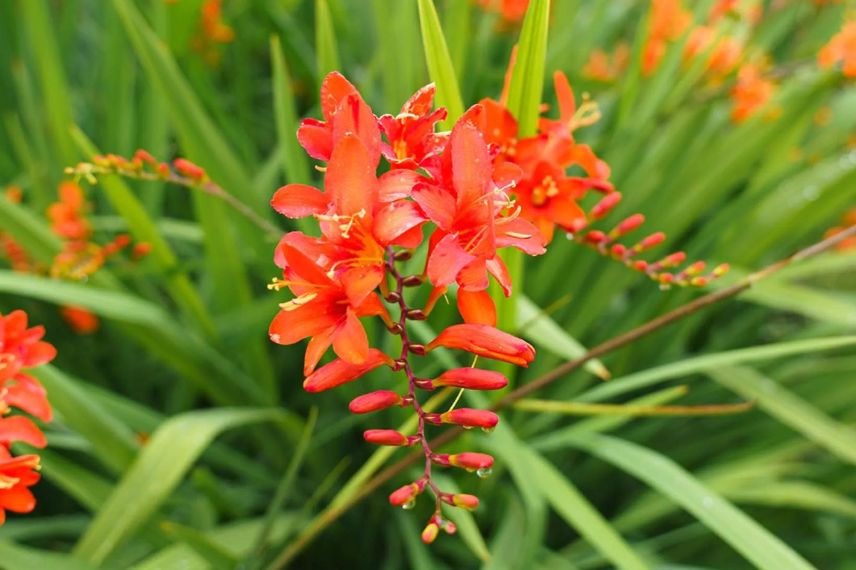 fleur rouge de Crocosmia Mars