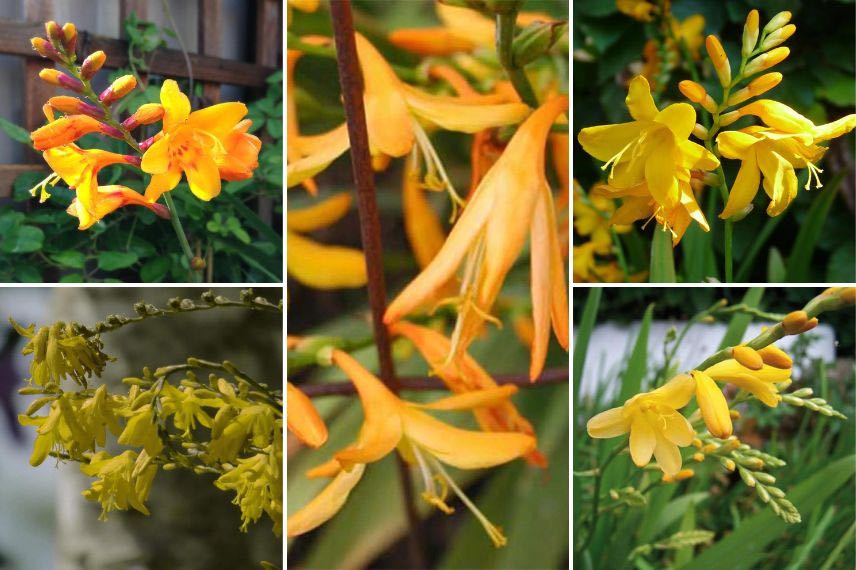 plusieurs variétés jaunes de crocosmias compacts