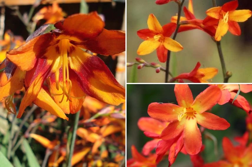 trois variétés de crocosmias compacts à fleurs orange