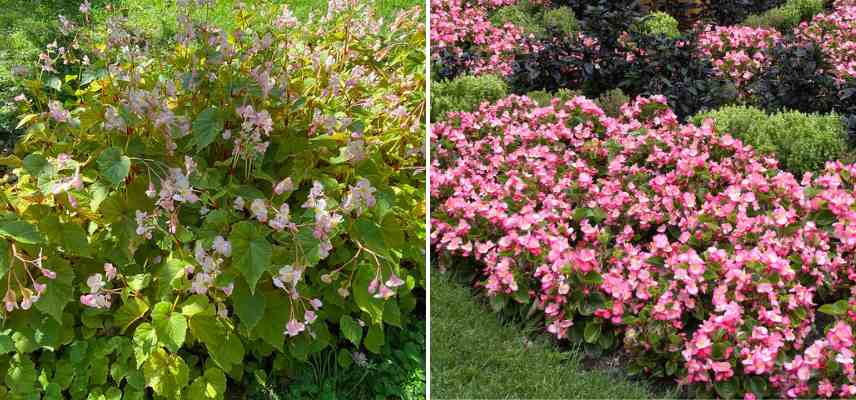 Begonia vivaces et begonias annuels les differences 