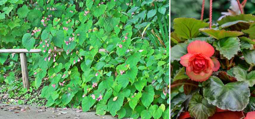 comment distinguer les begonias