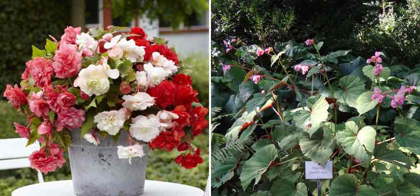 difference entre begonia rustique et non rustique