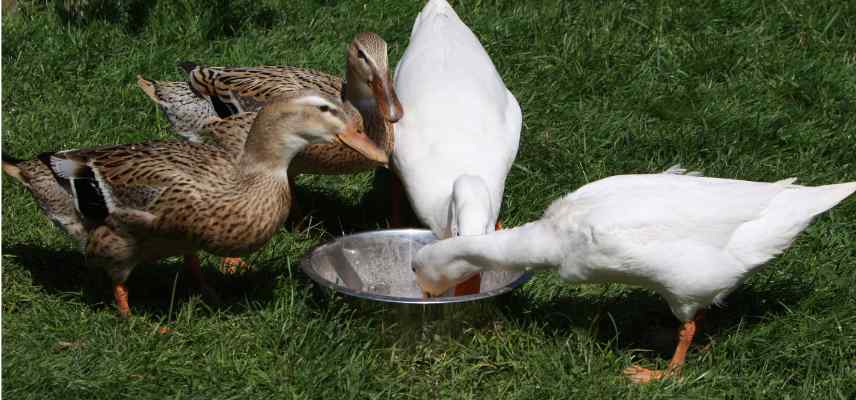 donner a boire aux canards pourquoi est ce important