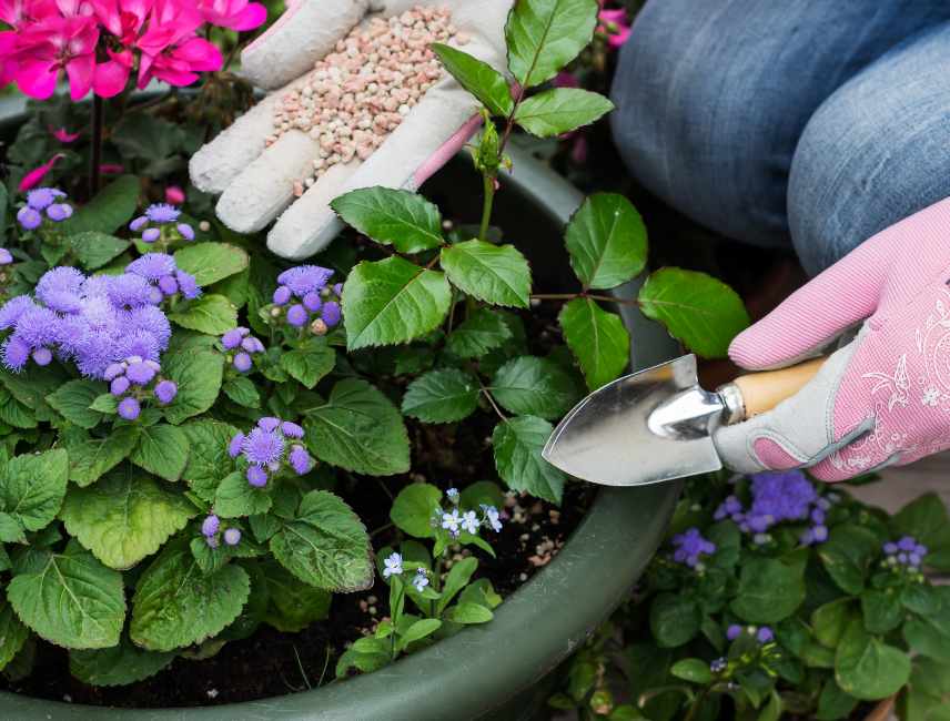 engrais pour plantes en pots et en jardinières