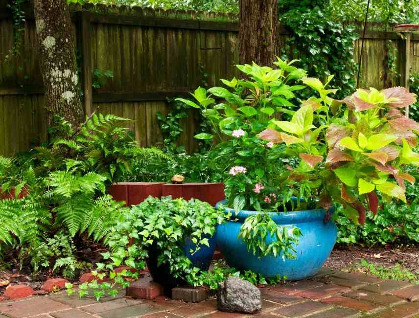 engrais plantes en pots ou balconnières