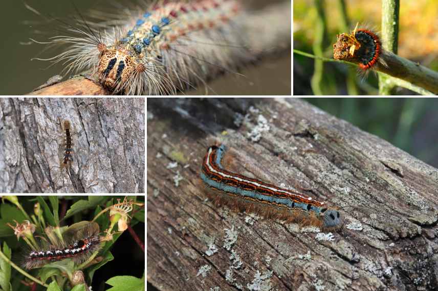 espèces de bombyx identification 