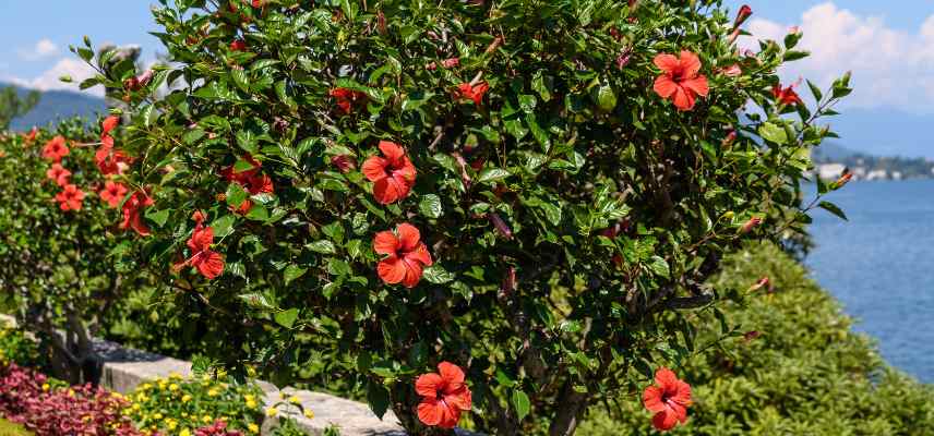 ou planter un hibiscus