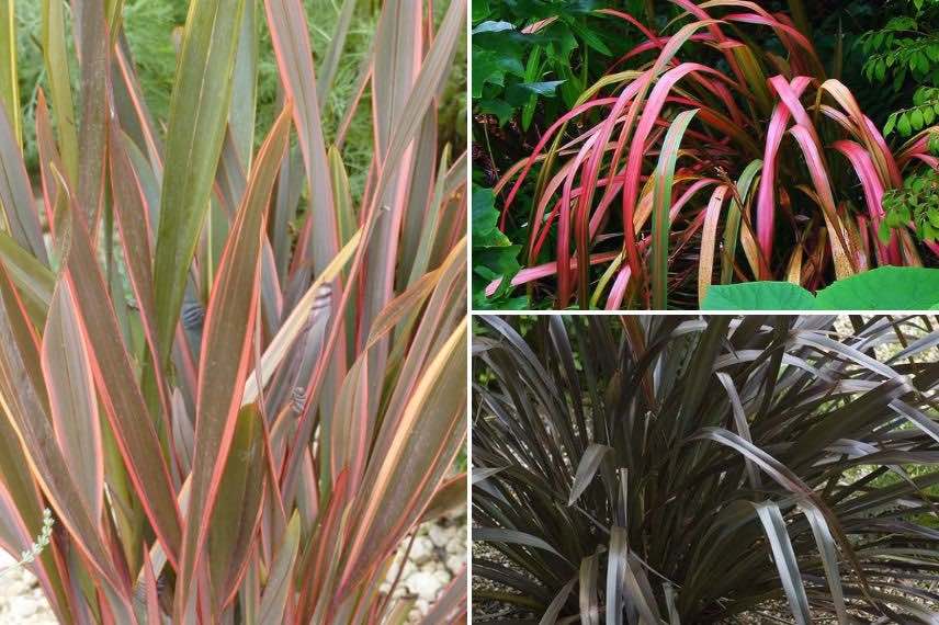 couleur de feuillage de phormiums