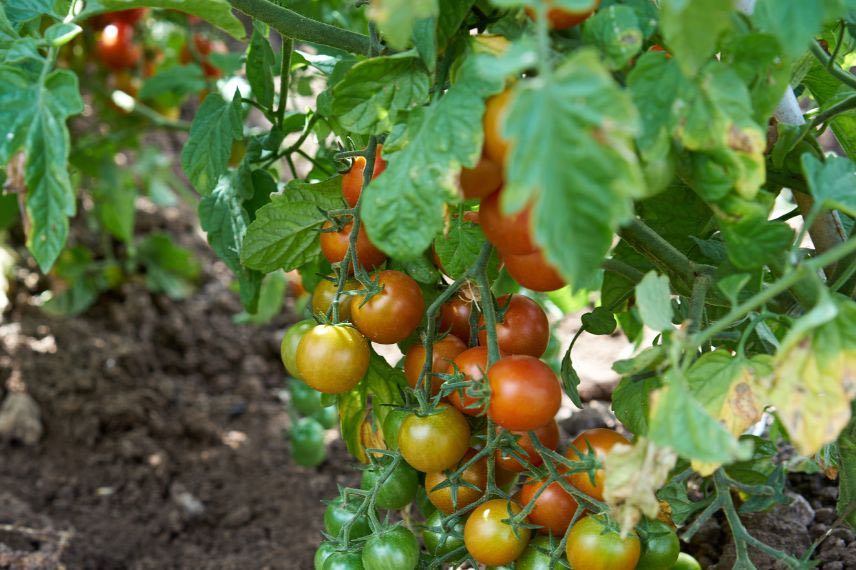 mildiou feuillage tomate