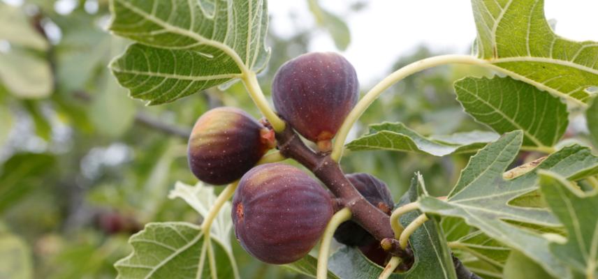 figues