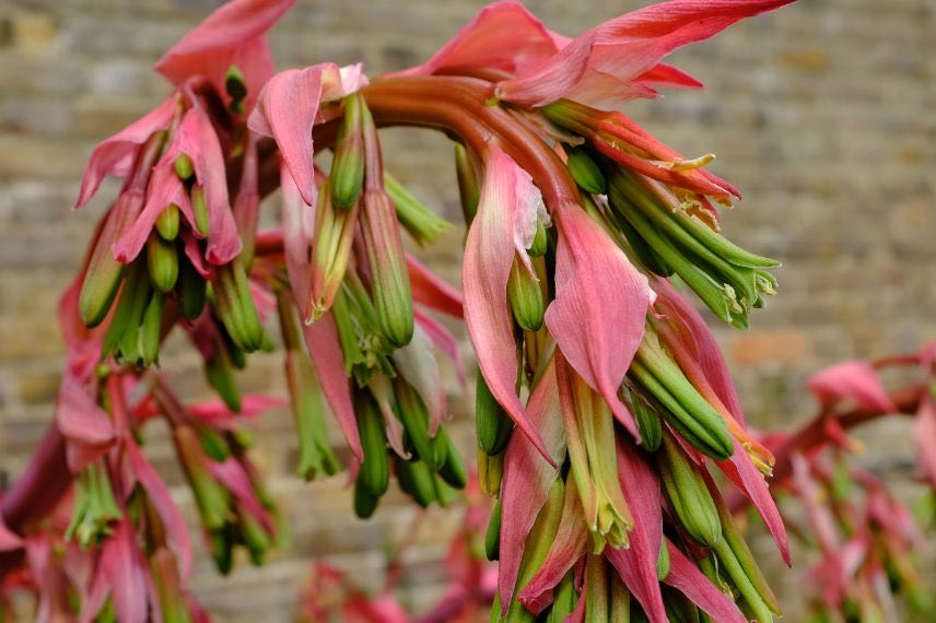 Fleurs Beschorneria yuccoides