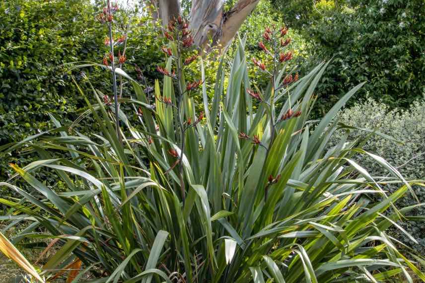 phormium en fleurs