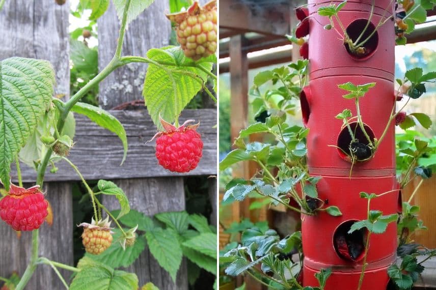 framboise et petits fruitiers