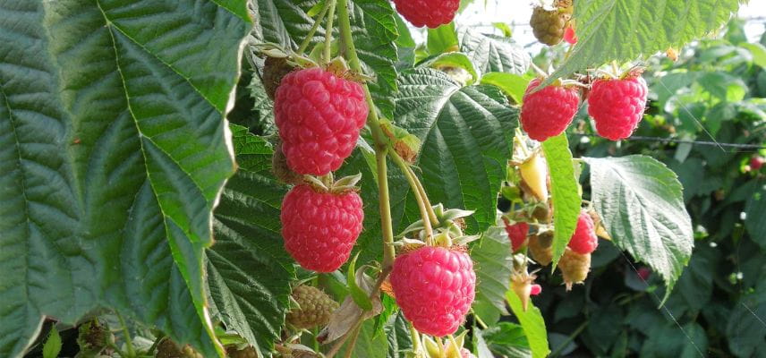 framboises