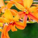 Crocosmias à fleurs hautes : notre sélection pour un jardin majestueux