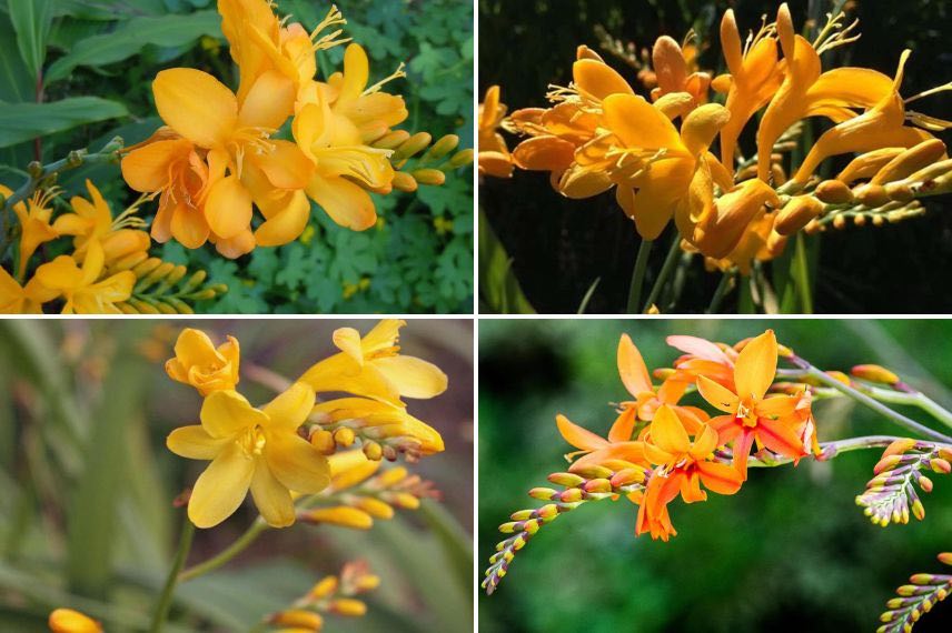 fleurs jaunes de grands crocosmias