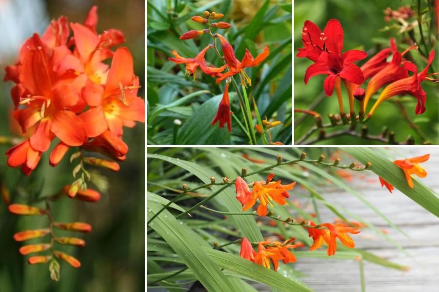 fleurs orange de grands crocosmias