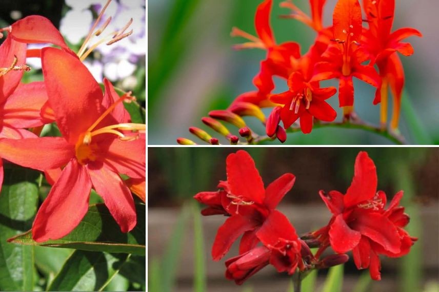 fleurs rouges de crocosmias