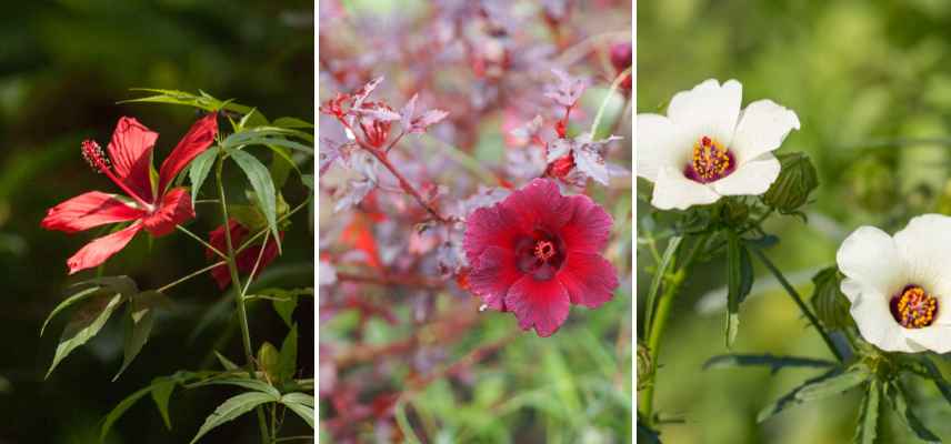 varietes hibiscus