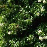 Les hortensias persistants et semi-persistants