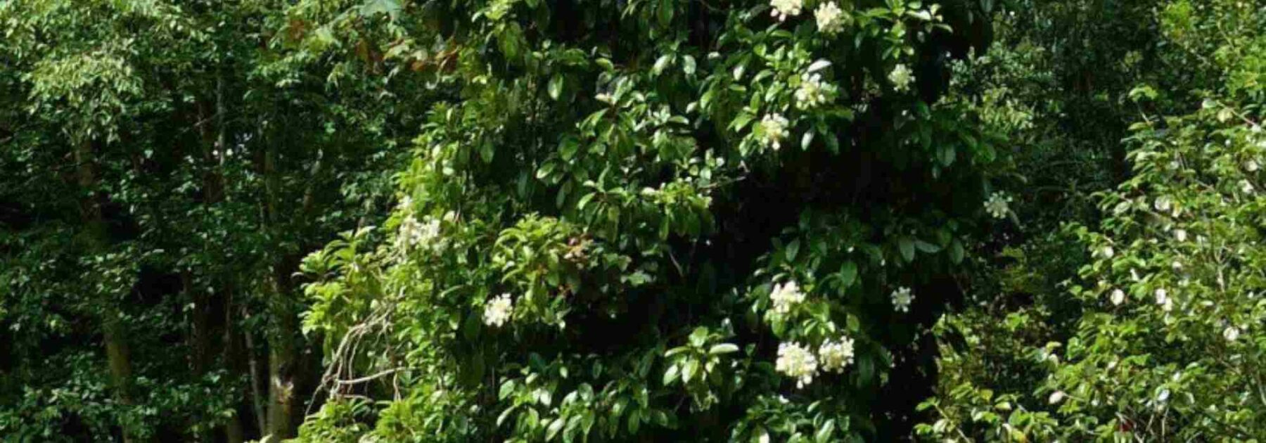 Les hortensias persistants et semi-persistants