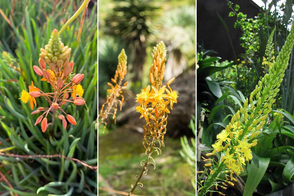 differentes bulbines floraison jaune orange