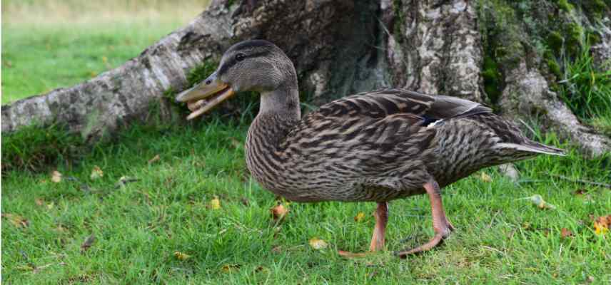 canard dans son jardin les avantages