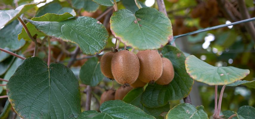 Actinidia