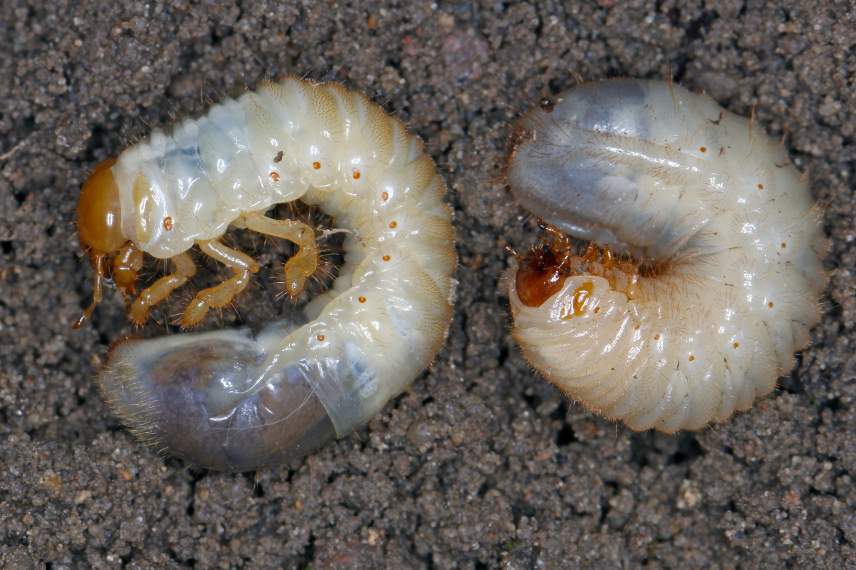 Différences larve de hanneton et larve de cétoine dorée