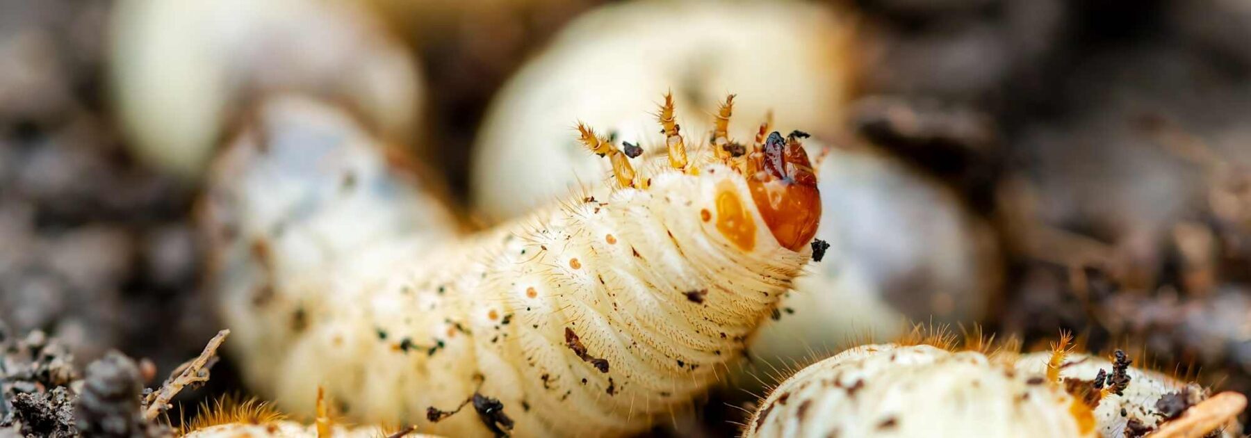 Larves de cétoine, larves de hanneton : quelles différences ?